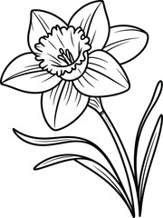 Beautiful daffodil flower line art illustration, spring floral drawing, black and white coloring page for kids and adults, botanical sketch design
