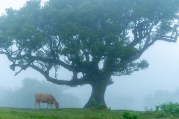 A single cow in the Fanal Forest on the island of Madeira