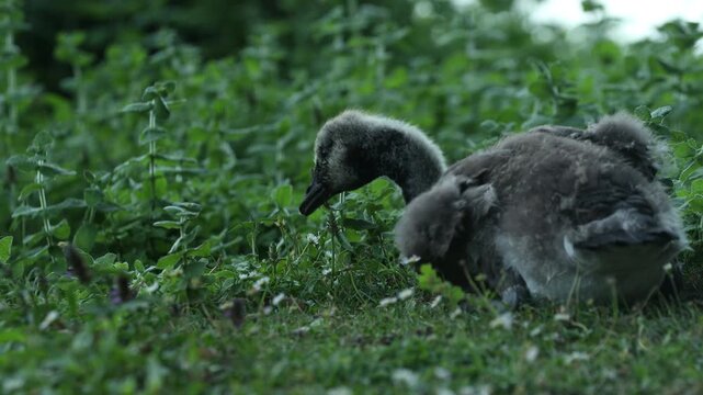 black swan on the grass