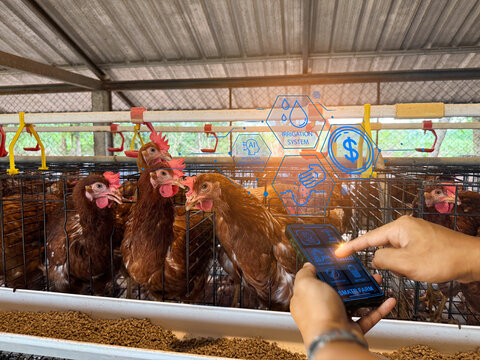 a brown laying hen inside a cage at a commercial poultry farm . provides an intimate look at the conditions of modern egg production and can be used industrial agriculture, commercial farming.