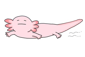 Axolotl(swimming)
