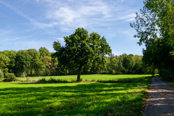 trees in the park
