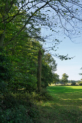 Obraz premium trees in the park