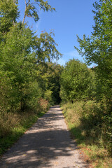 Obraz premium road in the forest