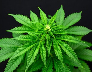 Close-up of vibrant green cannabis plant