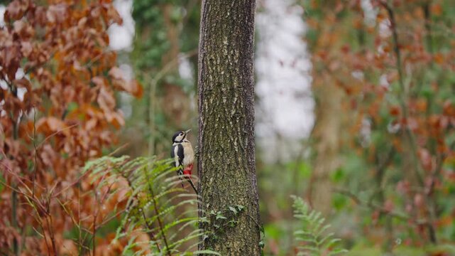 Woodpecker in vibrant forest perches still on trunk, red leaves in soft autumn background