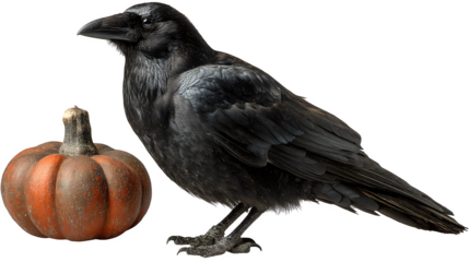 Black raven perched on pumpkin, isolated on white background