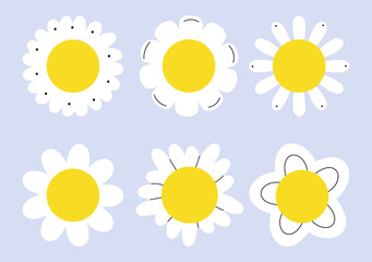 Daisy flower blooms with white petals and yellow center. Simple camomile blossoms, floral plant heads.
