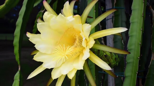 A magnificent close-up of a large, beautiful yellow pitaya flower blooming on a lush green cactus vine in a tropical garden setting