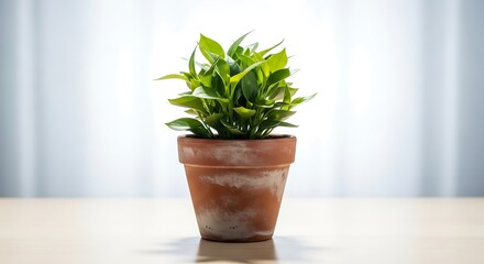 Fototapeta premium Vibrant Green Plant in Aged Terracotta Pot on Wooden Surface