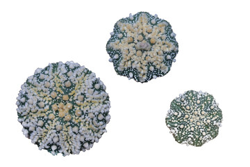 Top view collage of three of Astrophytum Hanazono isolated on transparent background png file