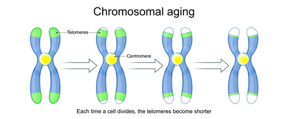 Chromosomal aging. Aging process, Chromosome and telomeres.