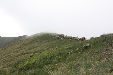 Obraz premium sheep in the mountains