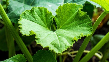Close-up of vibrant green pumpkin leaves
