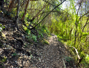 Mysterious hiking trail path through dense mountain forest