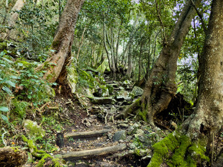 Mysterious hiking trail path through dense mountain forest