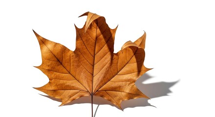 Autumn Maple Leaf Isolated on White Background.