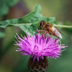 Stripe-winged Dronefly, Eristalis horticola on a purple knapweed, September 2025