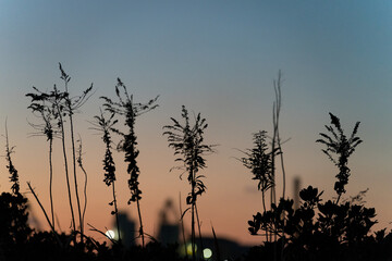 植物のシルエット