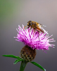 Stripe-winged Dronefly, Eristalis horticola on a purple knapweed, September 2025