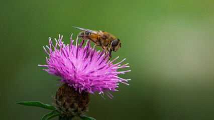 Stripe-winged Dronefly, Eristalis horticola on a purple knapweed, September 2025