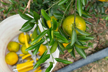 oranges in the tree at horizontal composition