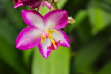 Spathoglottis Plicata Ground Orchid &ndash; Thai Purple Terrestrial Orchid Flower Close-up Macro