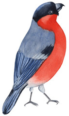 Watercolor clipart of a bullfinch, hand-painted. Perfect for nature illustrations, wildlife designs, greeting cards, invitations, and educational materials.