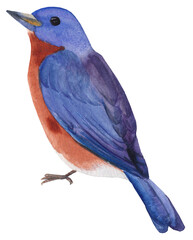 Watercolor clipart of an eastern bluebird, hand-painted. Perfect for nature illustrations, wildlife designs, greeting cards, invitations, and educational materials.