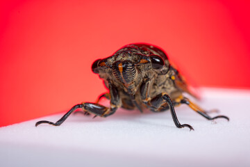 a cicada on a red background