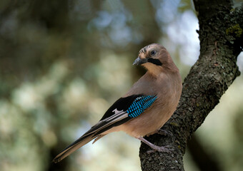 blue tit on a branch