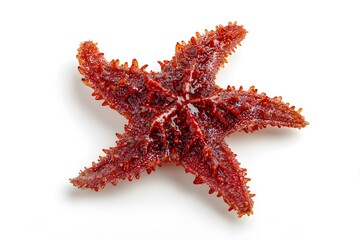 Close-up of vibrant red spiny starfish on white background showcasing marine texture and detail