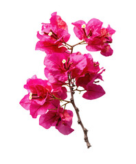 Close-up vibrant pink bougainvillea cluster