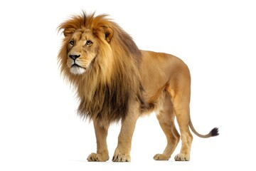 Obraz premium An adult male lion with a flowing mane stands observing its surroundings, isolated on a crisp white background.