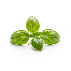 A clean and simple shot of a small cluster of basil leaves, isolated on a pure white background (2)