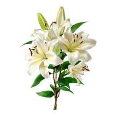 Obraz premium A vibrant arrangement of white lilies showcasing fresh blooms and buds, perfect for home decoration or gifting