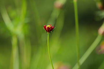 Small Red Wildflower Bud Growing in Natural Green Field