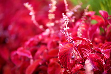 鮮やかな赤紫の葉と白い穂状の花を持つコリウスをクローズアップで撮影した写真。光が当たり花が輝いて見え背景が柔らかなボケで幻想的です。