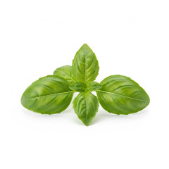 Fototapeta premium A clean and simple shot of a small cluster of basil leaves, isolated on a pure white background (3)