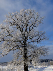 wonderful landscape from a winter morning, blue hour, trees covered with fresh snow, peace and quiet in nature