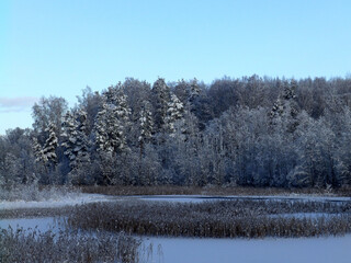wonderful landscape from a winter morning, blue hour, trees covered with fresh snow, peace and quiet in nature