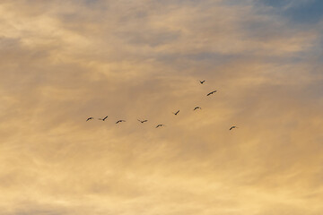 Looking up at an evening sky with birds in flight