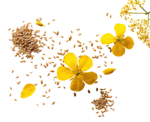 Scattered wheat grains and vibrant yellow flowers