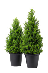 Two small, cone-shaped evergreen trees in dark gray pots