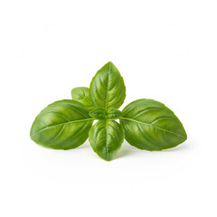 Fototapeta premium A clean and simple shot of a small cluster of basil leaves, isolated on a pure white background