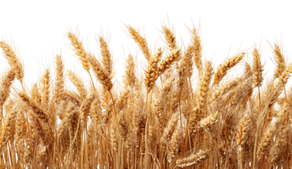 Close-up of golden wheat heads, dense horizontal cluster