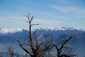 "Snow-capped mountain range with dry tree in foreground under blue sky"