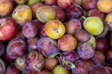 A close up of plums picked and ready to be eaten