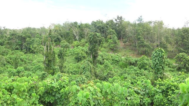 Secondary derivative forests on the hilly coast, as well as in virgin forests, there is an abundance of vines. Borneo Island