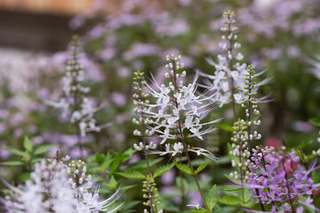 クミスクチンの咲く庭
